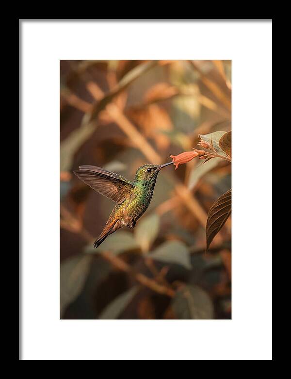 Bee Hummingbird In Flight