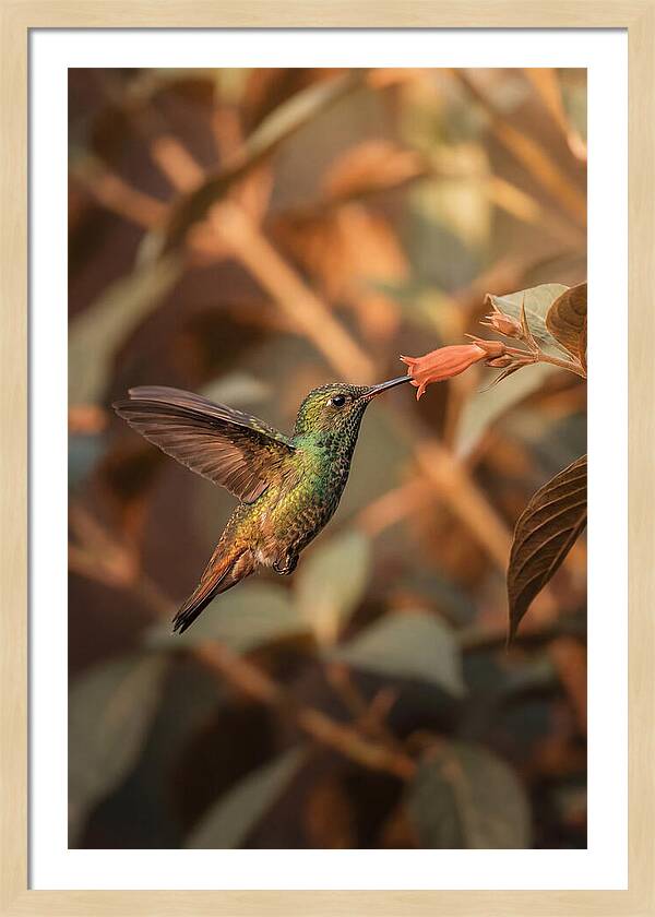 Bee Hummingbird In Flight
