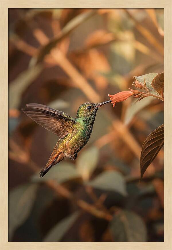 Bee Hummingbird In Flight