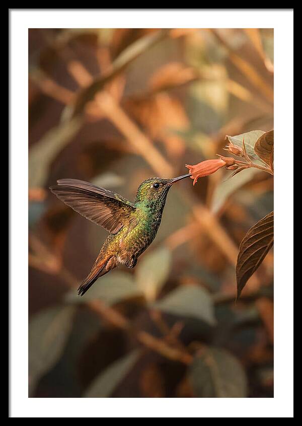 Bee Hummingbird In Flight