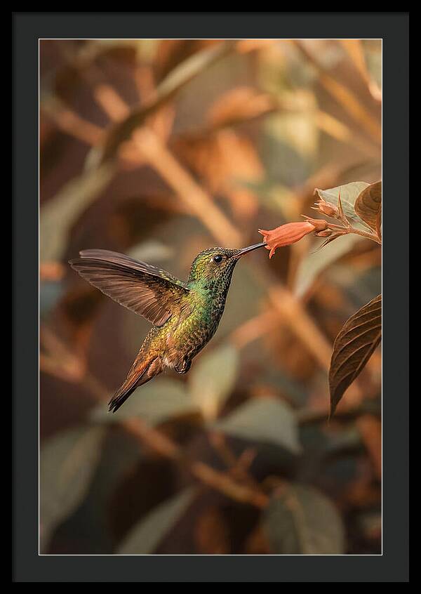 Bee Hummingbird In Flight