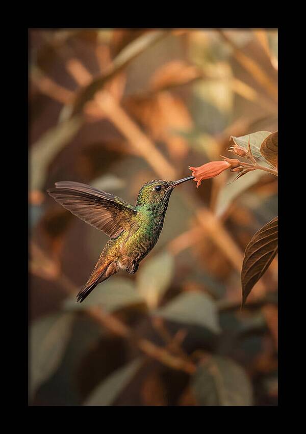 Bee Hummingbird In Flight