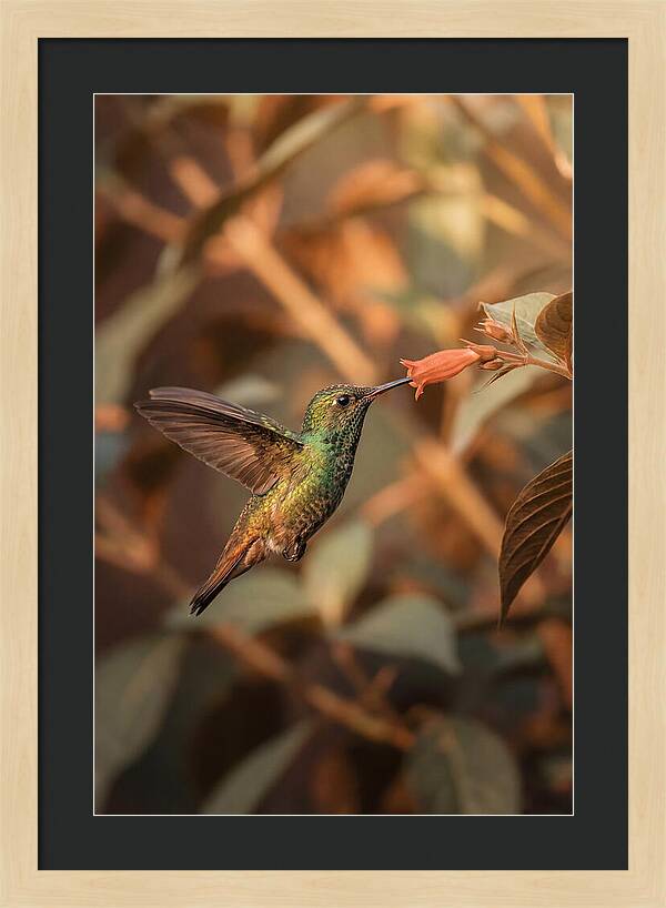 Bee Hummingbird In Flight