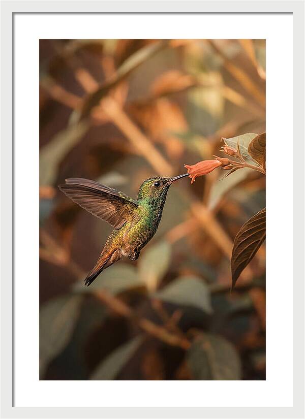 Bee Hummingbird In Flight