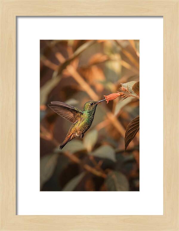 Bee Hummingbird In Flight