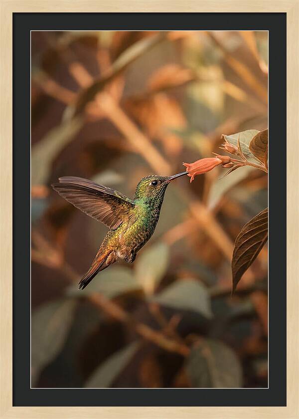Bee Hummingbird In Flight