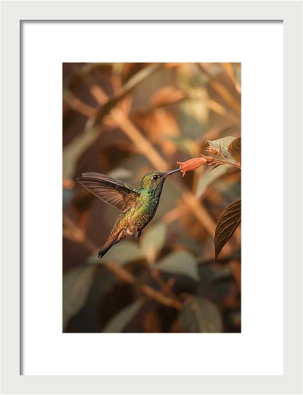 Bee Hummingbird In Flight