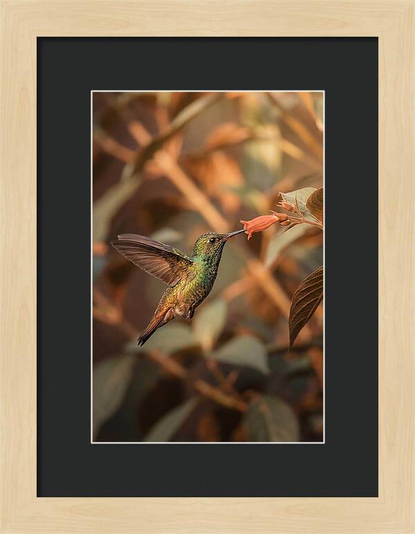 Bee Hummingbird In Flight