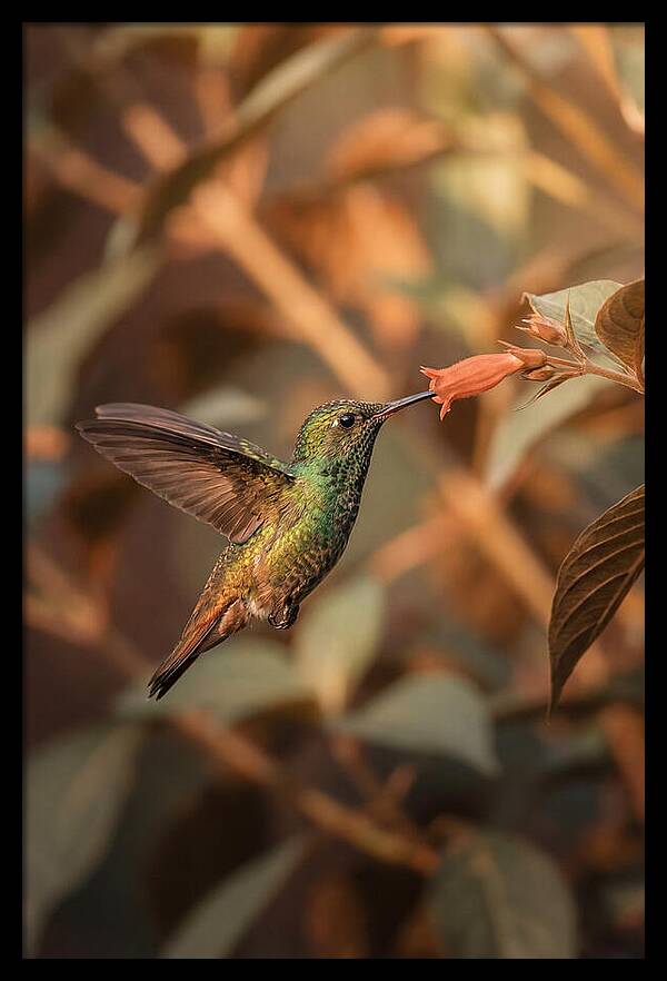 Bee Hummingbird In Flight