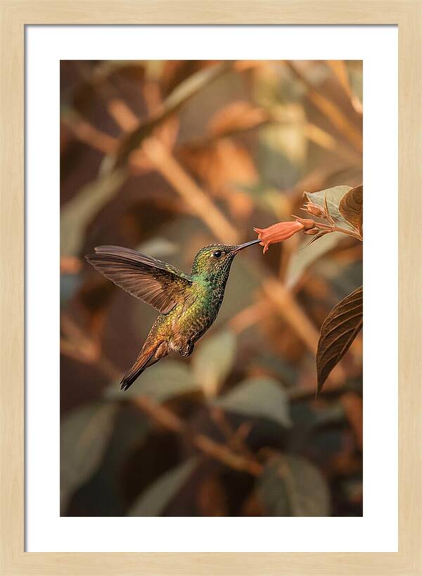 Bee Hummingbird In Flight