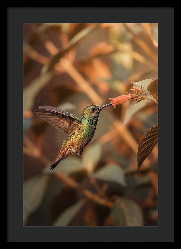 Bee Hummingbird In Flight