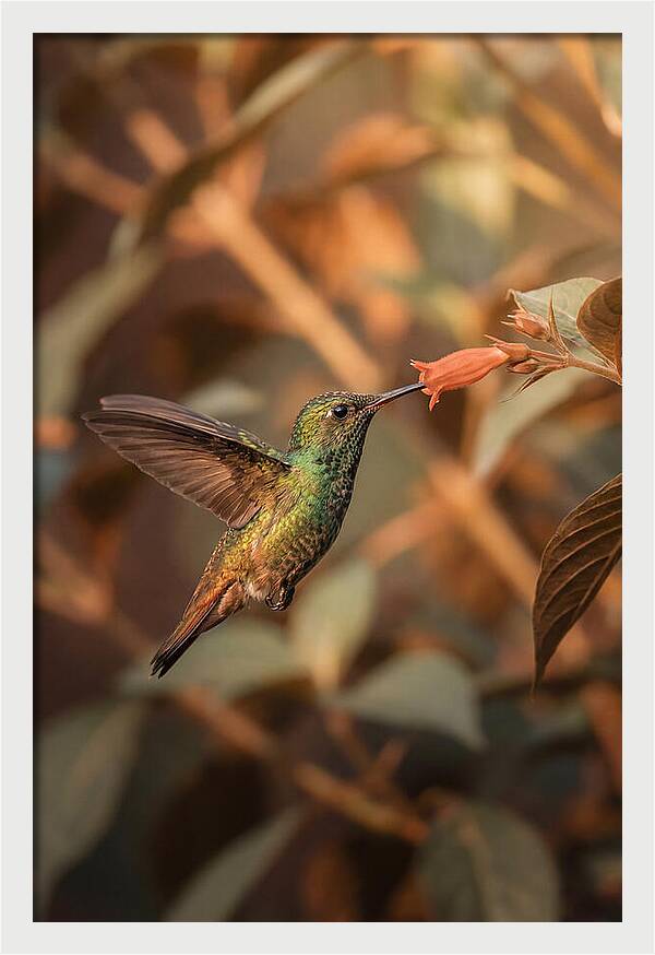 Bee Hummingbird In Flight