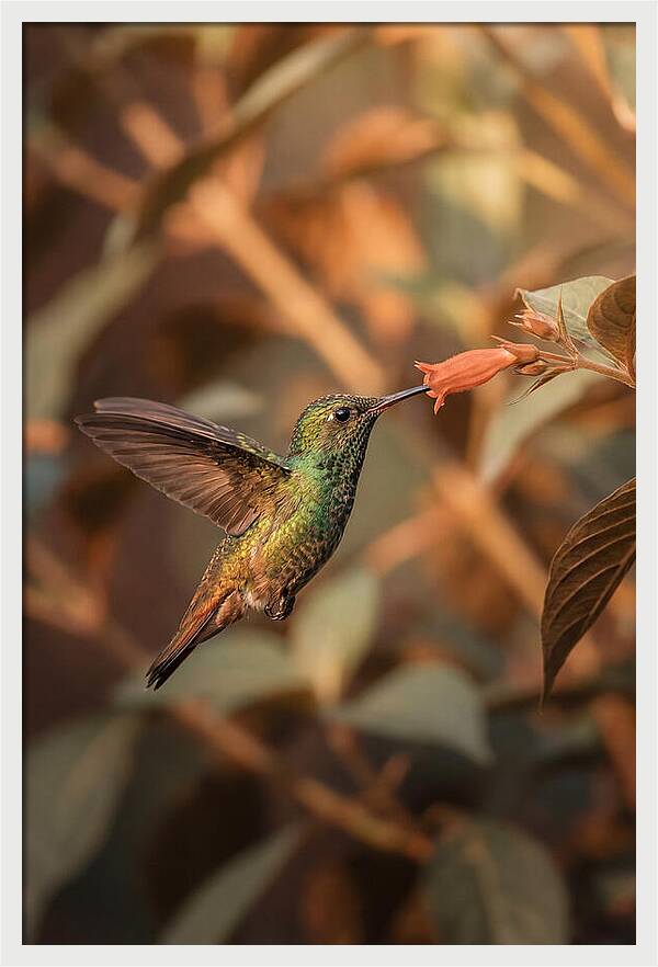 Bee Hummingbird In Flight