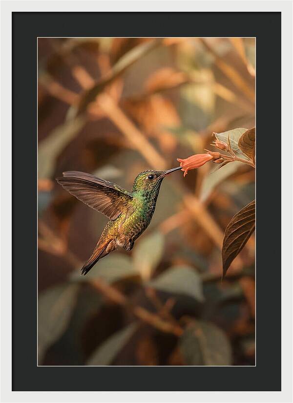 Bee Hummingbird In Flight