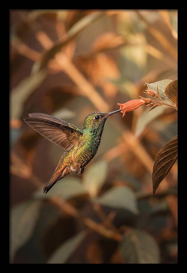 Bee Hummingbird In Flight