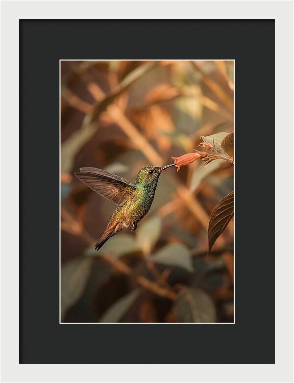 Bee Hummingbird In Flight