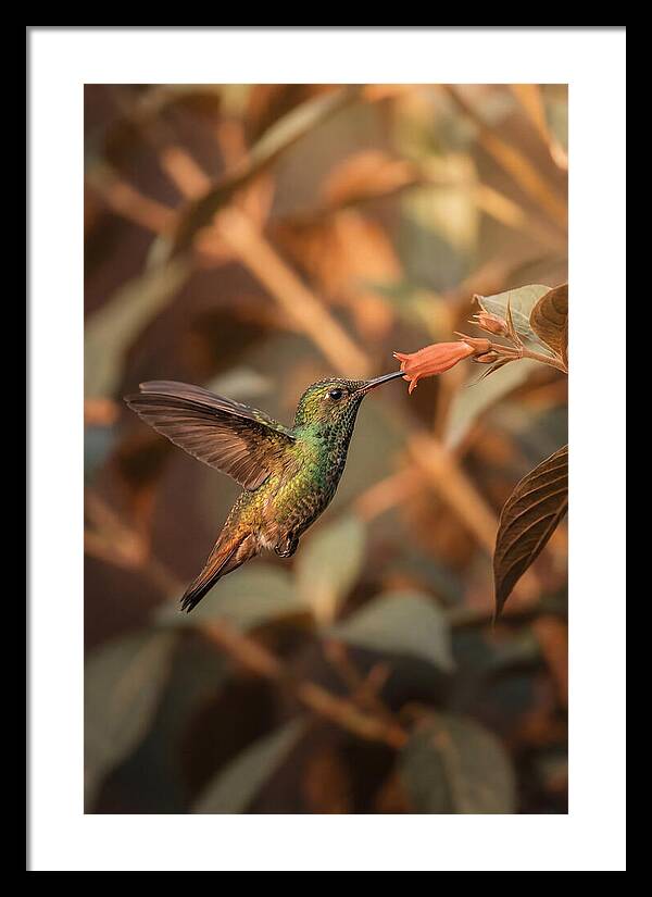 Bee Hummingbird In Flight