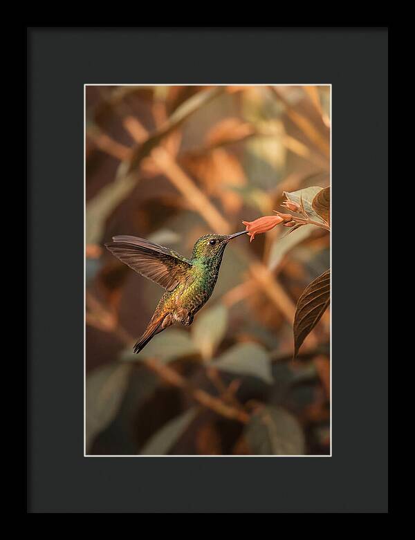 Bee Hummingbird In Flight