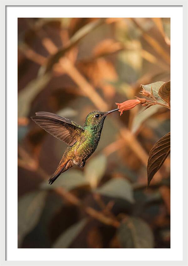 Bee Hummingbird In Flight