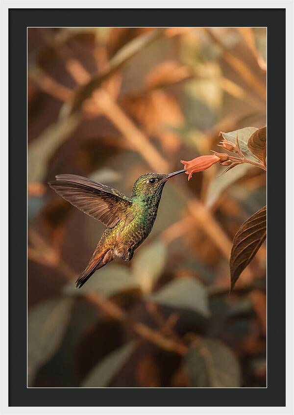 Bee Hummingbird In Flight