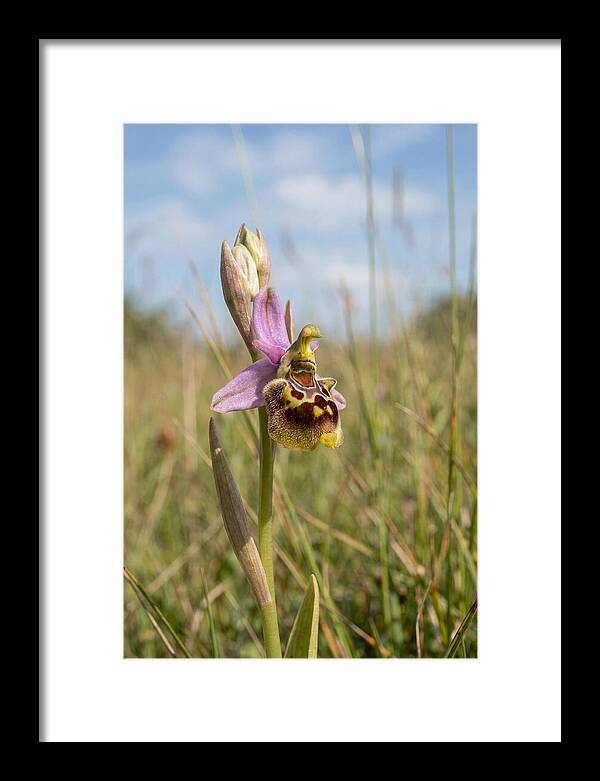 Bee Orchid Mimicking Bee