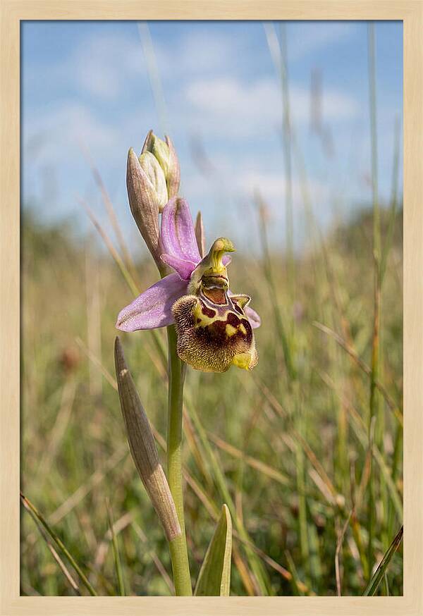 Bee Orchid Mimicking Bee