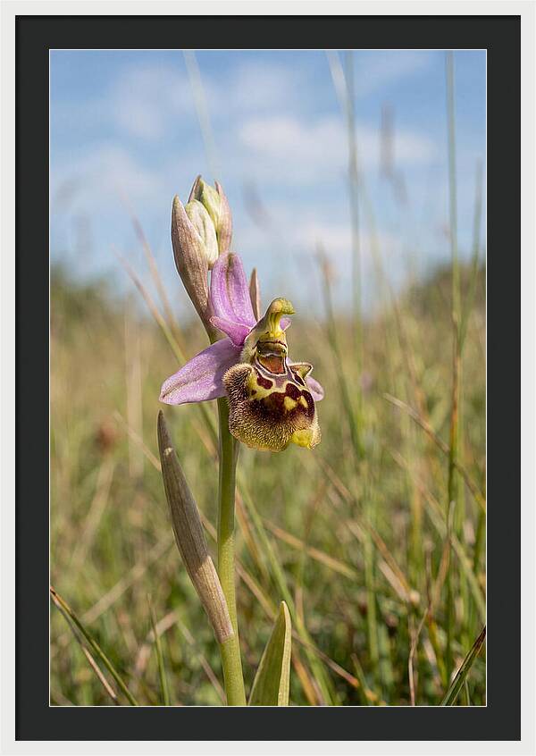 Bee Orchid Mimicking Bee