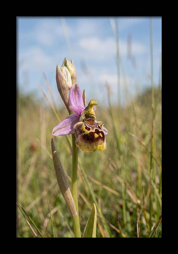 Bee Orchid Mimicking Bee