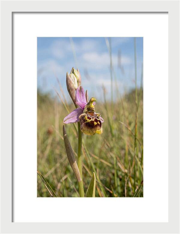 Bee Orchid Mimicking Bee