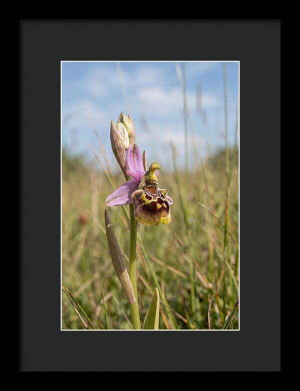 Bee Orchid Mimicking Bee