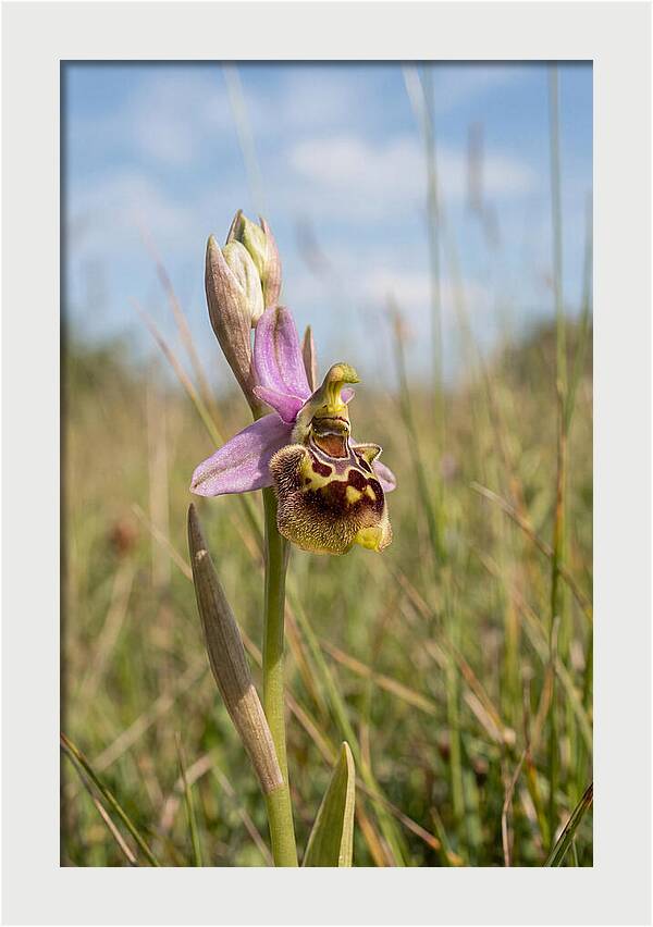 Bee Orchid Mimicking Bee