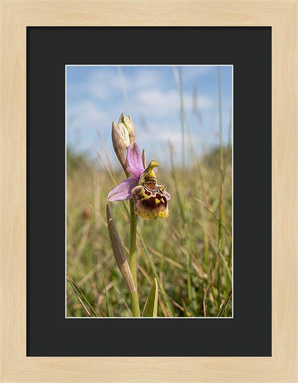 Bee Orchid Mimicking Bee