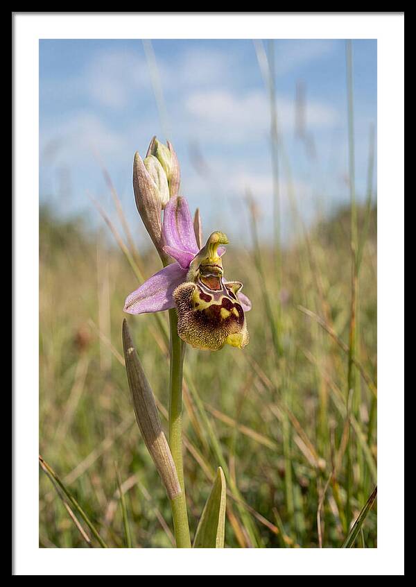 Bee Orchid Mimicking Bee