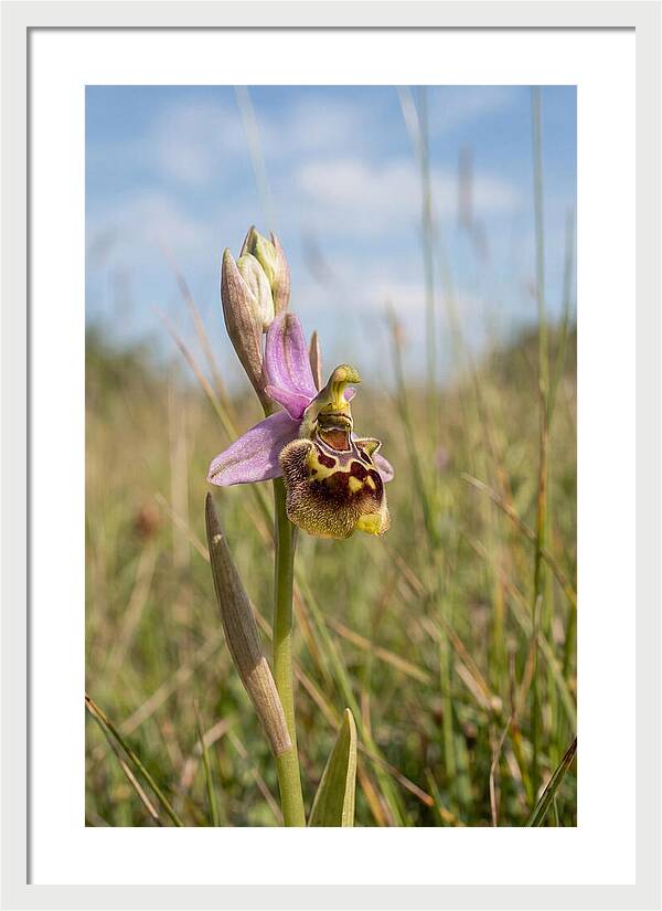 Bee Orchid Mimicking Bee
