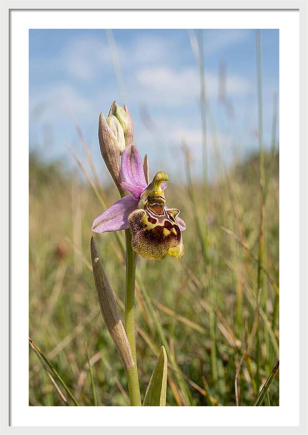 Bee Orchid Mimicking Bee