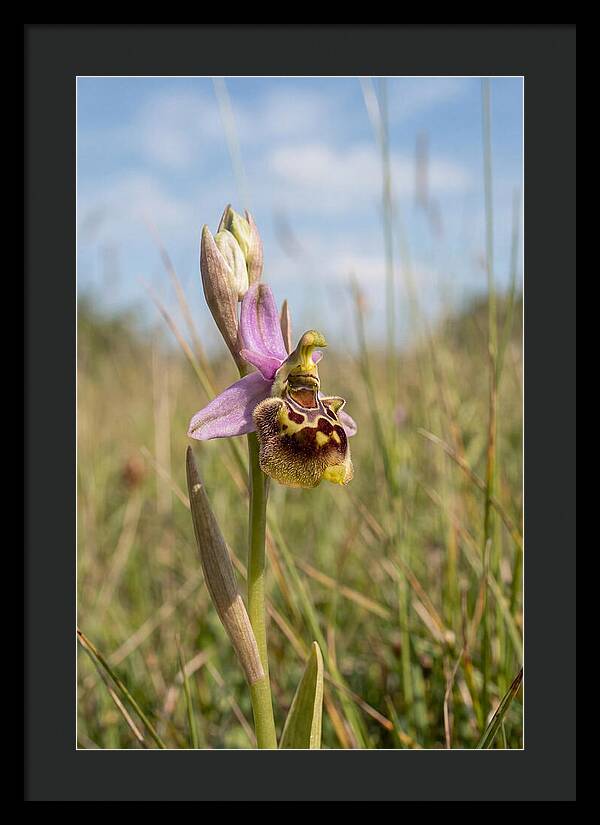 Bee Orchid Mimicking Bee
