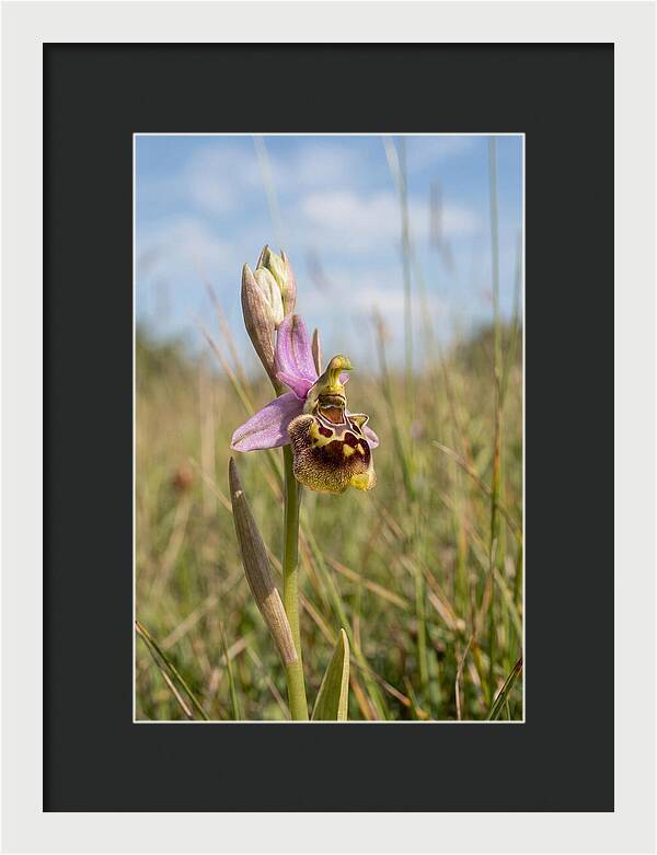 Bee Orchid Mimicking Bee