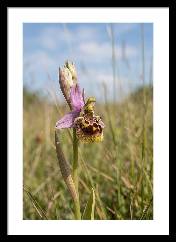 Bee Orchid Mimicking Bee
