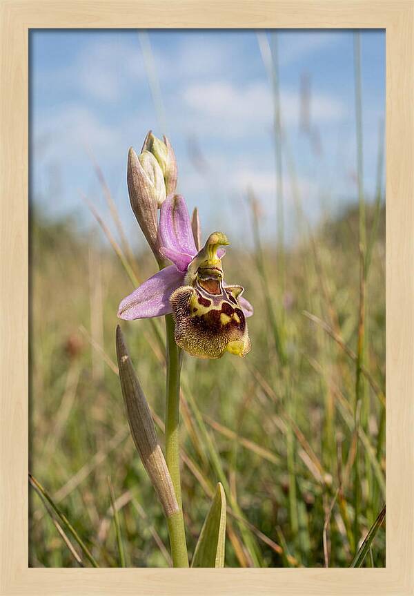 Bee Orchid Mimicking Bee