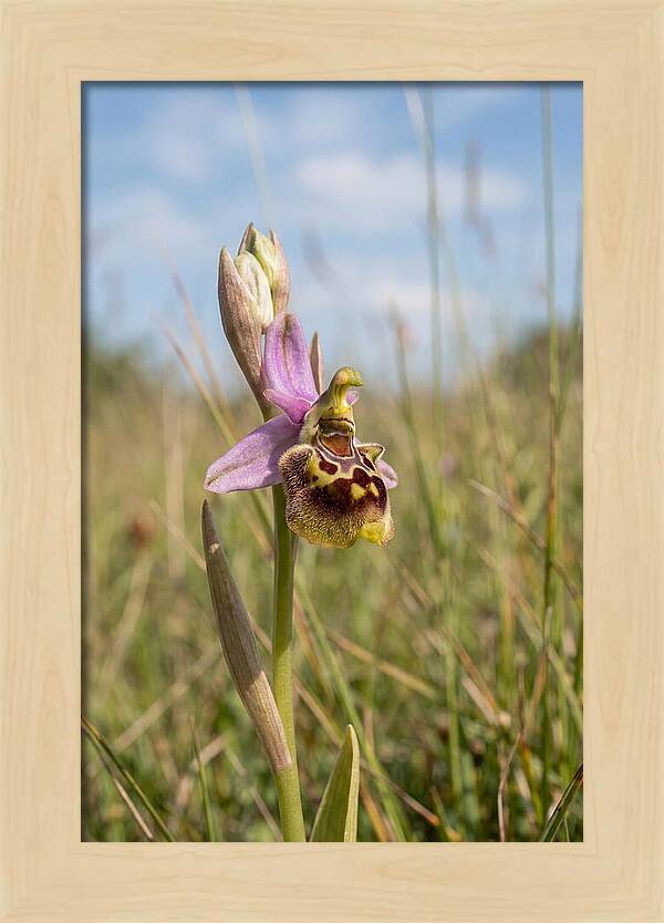 Bee Orchid Mimicking Bee
