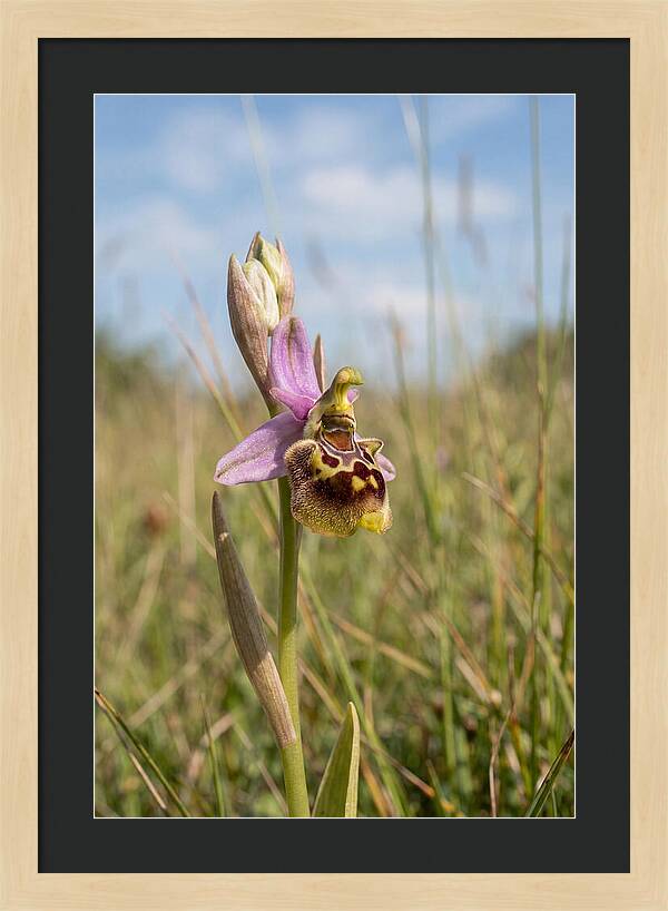Bee Orchid Mimicking Bee