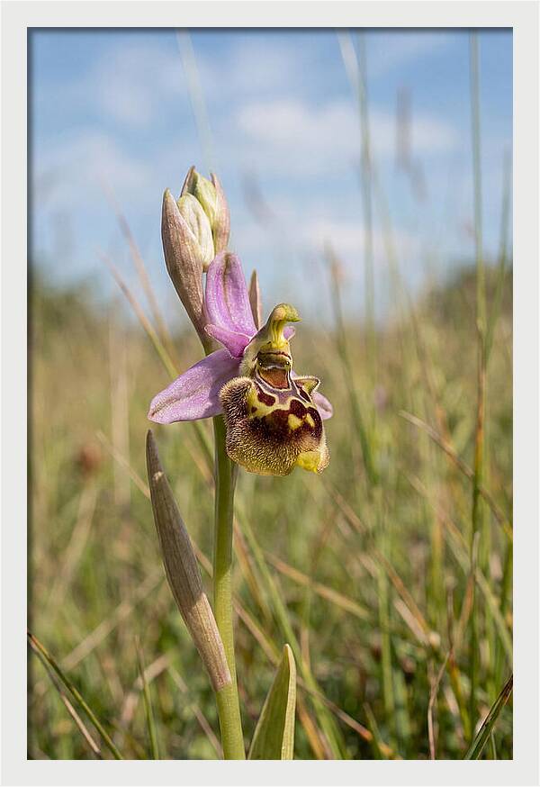 Bee Orchid Mimicking Bee