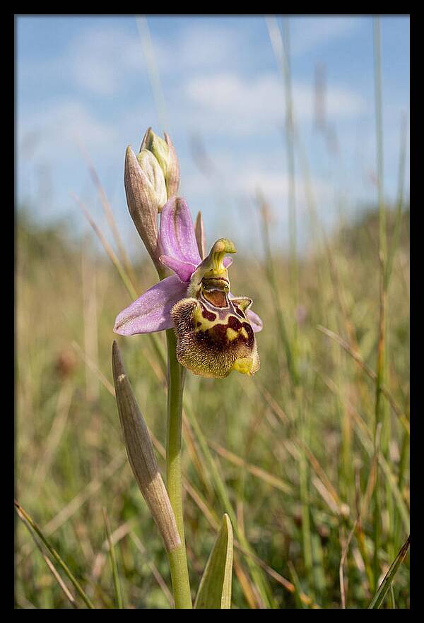 Bee Orchid Mimicking Bee