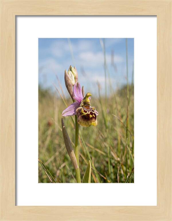 Bee Orchid Mimicking Bee