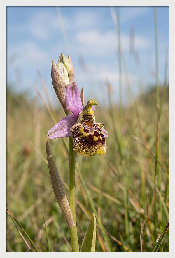 Bee Orchid Mimicking Bee