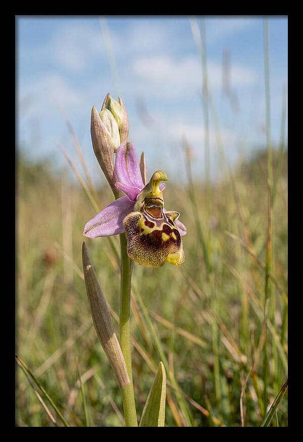 Bee Orchid Mimicking Bee