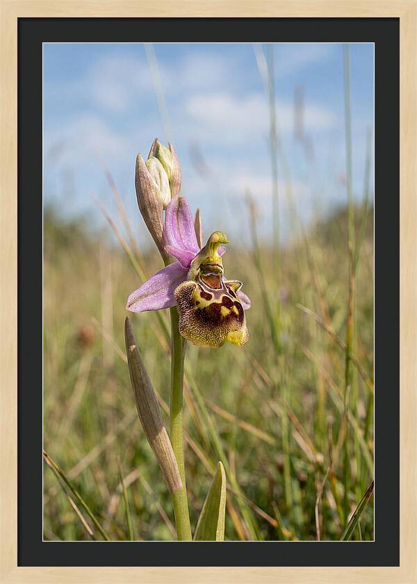 Bee Orchid Mimicking Bee