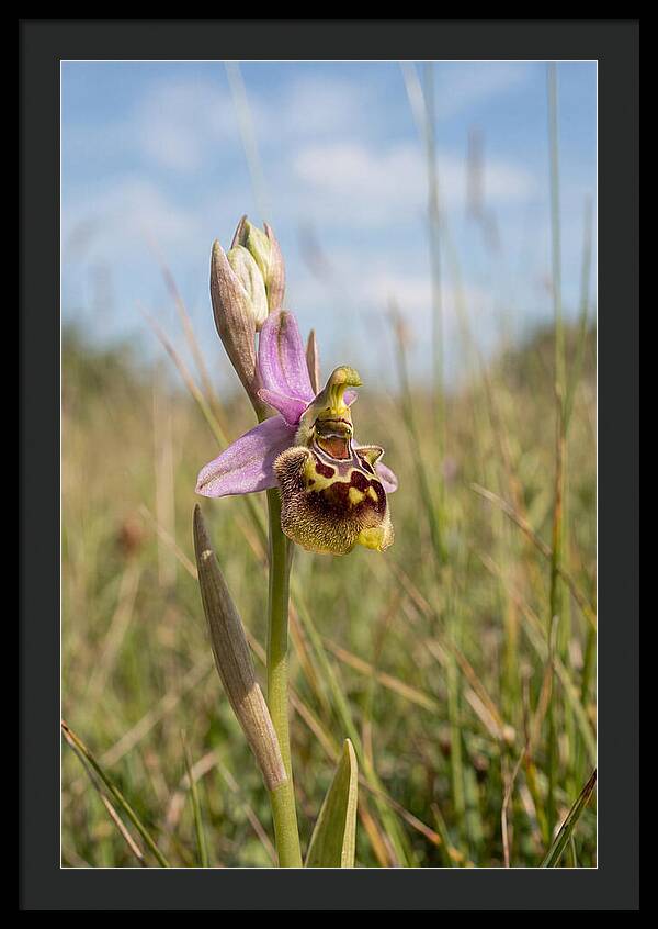 Bee Orchid Mimicking Bee