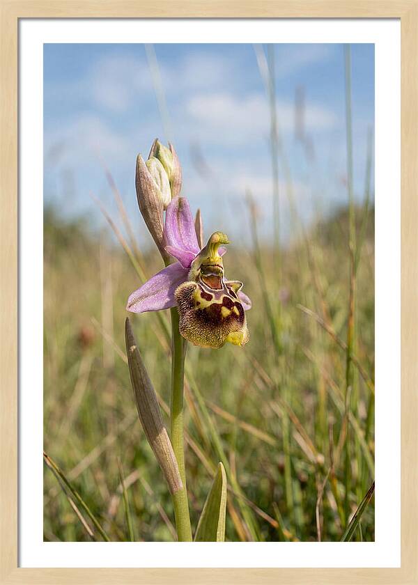 Bee Orchid Mimicking Bee