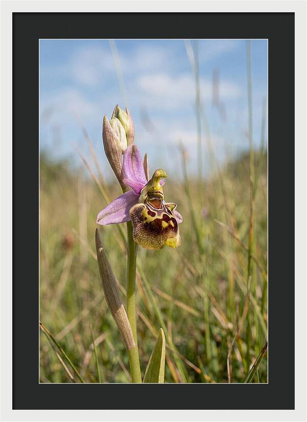 Bee Orchid Mimicking Bee